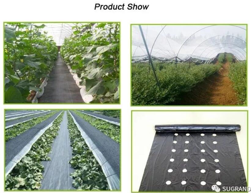 PP Plastic Ground Cover/MALLA ANTIMALEZA 100 HDPE plastic mesh