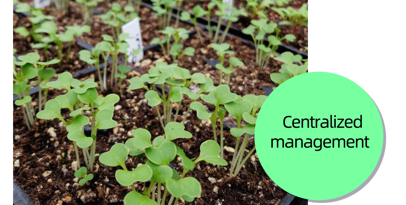 PVC Nursery Pot 200 Holes Seedling Starter Trays